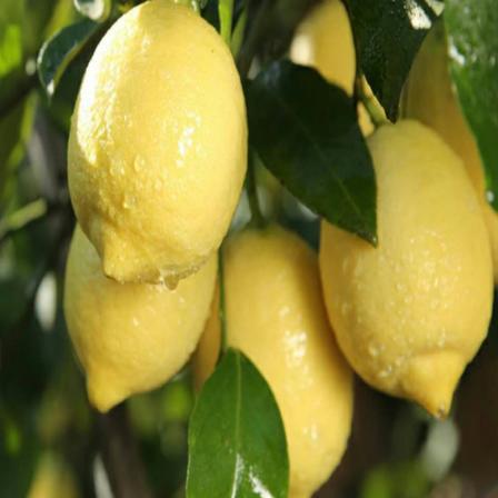 Wholesale of Youlike Lemon Seedlings perfume Lemon Seedlings Four Seasons Potted Lemon Seedlings