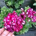 Bedroom balcony ornamental flowers, geranium seedlings, potted multi-color flowers, shipped in pots