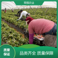 Qingcheng Agriculture has strong pressure resistance, and the design of a single thin film greenhouse has over 90% light transmittance and large lighting area