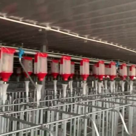 Special equipment for large-scale pig farms - Fully automated feeding line for pigs - Automatic feeding system for pig farms