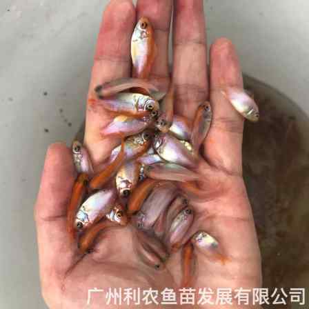 Wholesale of fresh fish fry with diverse varieties, timely delivery, professional team, large breeding base