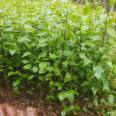 Wholesale survival rate of plum seedlings directly supplied by the base is high, and various specifications are troublesome to guide planting