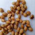 Cherry seeds stored at low temperature to maintain moisture content at 90% germination rate in stock at the base