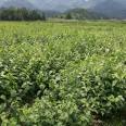 Direct sales of immortal tofu seedlings in the production area, direct supply of quality assurance in the production area, and sharing of planting techniques