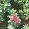 Planting base for potted small seedlings of green chrysanthemum, with various flower colors and seasonal flowers in the head