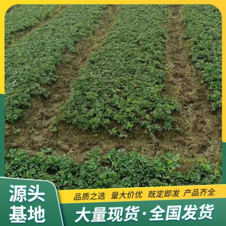 Nvfeng Strawberry Seedling Planting in the Open Air, Strong Use Base, Developed Root System, Lufeng Horticulture