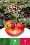 Zhang Ji, an old variety of sweet Charlie strawberry seedlings grown in high yield greenhouses every year