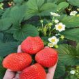 Milk Strawberry Seedlings, Large Fruit Shape, High Yield, Bright Color, Wholesale, Greenhouse Planting, Intelligent Forest Seedling Planting in Bases