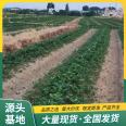 Cultivation Technology LF91 Lufeng Horticulture for Jingxiang Strawberry Seedling and Fruit Seedling Base