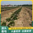 The variety of red strawberry seedlings is complete throughout the four seasons, and they are planted on balconies in the south and north. The results of that year are from Lufeng Horticulture