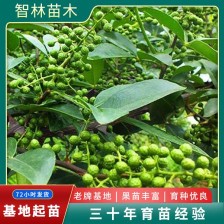 Wholesale of pepper seedling base for 2-year rooting, good formation, fast fruiting, early pest resistance seedlings