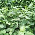 Spot supply of jadeite tofu seedlings with developed rooting system and high survival standards, complete and complete