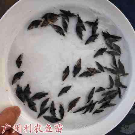Wholesale feed for osmanthus fish fry. Siniperca chuatsi fry have good varieties, easy growth, and high yield. Source of the fry farm
