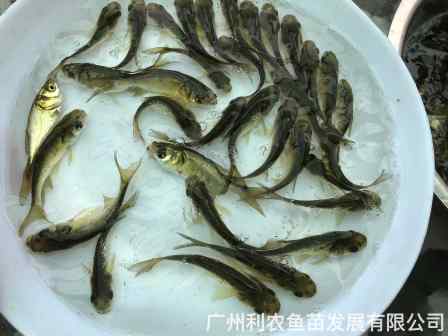3-10cm big head fish fry wholesale silver carp fry the four famous domestic fishes fat head fish farmers