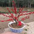 North American holly seedlings are cold and heat resistant, and new seedlings are used for courtyard greening in garden engineering