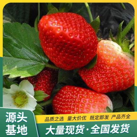 Fresh and fresh red strawberry seedlings with abundant yield, strong sweet aroma, average fruit weight of 40g, Lufeng