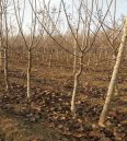 Domestic late maturing apple seedlings with large national light and small national light, suitable for sour and sweet storage, and delicious taste