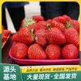 Fresh and fresh red strawberry seedlings with abundant yield, strong sweet aroma, average fruit weight of 40g, Lufeng