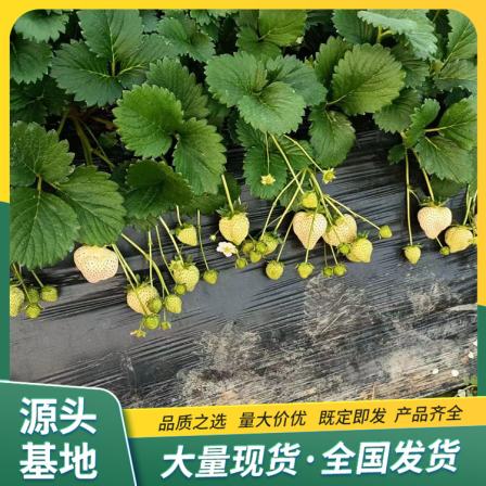 Zhang Ji's Strawberry Seedlings for Sightseeing Agriculture Picking Use Developed Roots LF573 Lufeng Horticulture