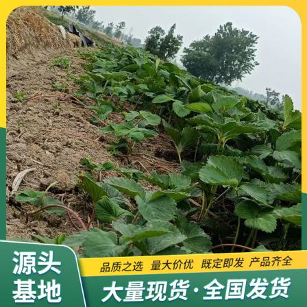 Cultivation and Use of Fragrant Berry Strawberry Seedling Picking Base Source Factory Results of the Year in Lufeng Horticulture
