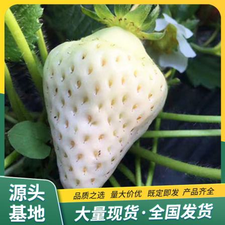 Snow White potted strawberry seedlings wholesale use Source factory base lifting Lufeng