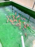 Fujian Fish Pond Waterproof Material Epoxy Resin Fish Pond Primer Tangshan Two component Waterborne Fish Pond Green Paint