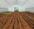 Planting succulent vegetables, strawberries, seedlings, and picking gardens in a multi-span film greenhouse, connected arch shed, serrated shed, and breeding greenhouse