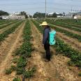 Cultivating Red Strawberry Seedlings at Lufeng Seedling Base and Performing Sterilization Treatment After Rain