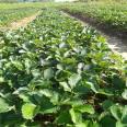 Angel 8 Strawberry Seedlings Set Early and Produce High Yield with Crispy Flesh Pictures and Planting Information: Early Flower Formation