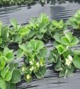 Zhang Ji, an old variety of sweet Charlie strawberry seedlings grown in high yield greenhouses every year