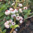 Yunque Blueberry Seedling Base Sells Early Mature Big Fruits and Vigorous Growth of New and Medium Sized Seedlings