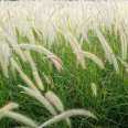 Nursery Direct Supply White Beauty Pennisetum Small Seedlings Potted Flower Sea Seedlings Ornamental Grass Base