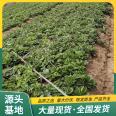 Cultivation and Use of Fragrant Berry Strawberry Seedling Picking Base in Source Factory with Pot and Soil in Lufeng