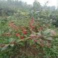 2cm North American holly with well-developed root system, easy to survive, long fruiting time, new and medium-sized seedlings