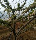 Dwarf Samitot Cherry Seedlings in Wangyun Agricultural Base Spot Lucky Star Fuchen Tamara Survives Well