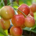 Selling Dwarf Cherry Seedlings, Meizao Big Cherry Trees, Various Varieties, New and Middle Seedlings