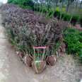 Provide 1 meter crown of purple leaf berberis engineering park community greening Snory seedlings