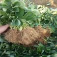 Xinzhong Seedlings Sell Cream Strawberry Seedlings, Fruit Sweetness, High Hardness, Good Transportation Tolerance, Red Strawberry Seedling Base