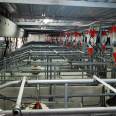 Special equipment for large-scale pig farms - Fully automated feeding line for pigs - Automatic feeding system for pig farms