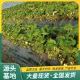 Picking of Red Strawberry Seedlings in Greenhouse Using Source Factory with Pots and Soil for Lufeng Horticulture