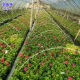 Cairn family greenhouse small arch support glass fiber rod with high strength and corrosion resistance can be used for more than ten years