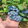 Free Blueberry Seedling North High Late Mature Variety Seed Fruit Big Taste Sweet Easy to Manage New Middle School Seedlings