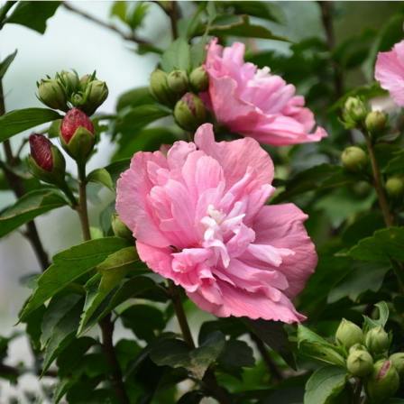 Long term supply of cluster hibiscus flowers, three centimeters long, with complete specifications of red hibiscus flowers