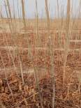 Planting Chinese toon seedlings in greenhouses requires selecting conditions that meet the requirements of a thick stem diameter, a dome, and a well-developed virus free root system