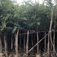 The base provides year-round supply of small leaved banyan mines with green seedlings, and the professional cooperative has excellent quality and price