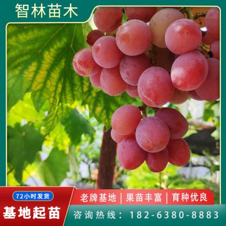 Red Fuji grape seedlings have a sweet and crispy taste, suitable for planting in sandy loam with greenhouse and fence style seedlings