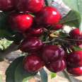 Selling Dwarf Cherry Seedlings, Meizao Big Cherry Trees, Various Varieties, New and Middle Seedlings