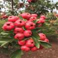 2-year-old hawthorn seedlings, occupying land and supplying the production area. The results of the current year are profitable for new Chinese seedlings