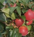 Domestic late maturing apple seedlings with large national light and small national light, suitable for sour and sweet storage, and delicious taste