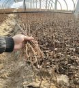 Dwarf Samitot Cherry Seedlings in Wangyun Agricultural Base Spot Lucky Star Fuchen Tamara Survives Well